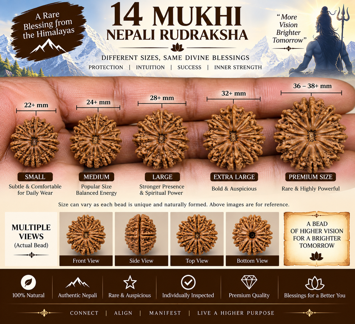 14 Mukhi Nepali Rudraksha in India, US, UK, Australia, Europe