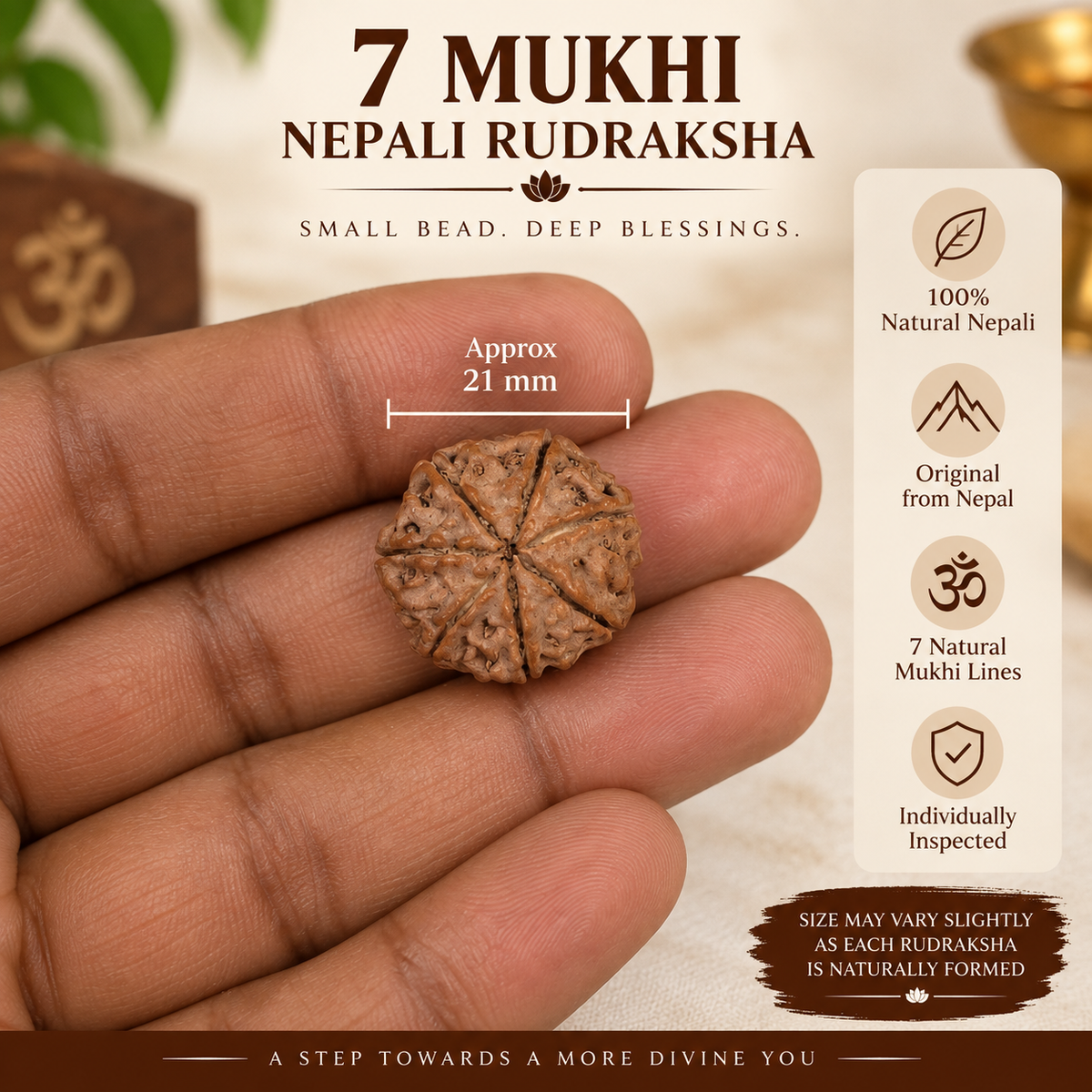 7 Mukhi Nepali Rudraksha in India, US, UK, Australia, Europe