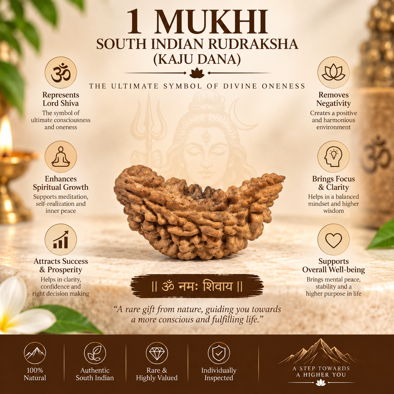 1 Mukhi Kaju Dana Indian Shape Rudraksha in India, US, UK, Australia, Europe