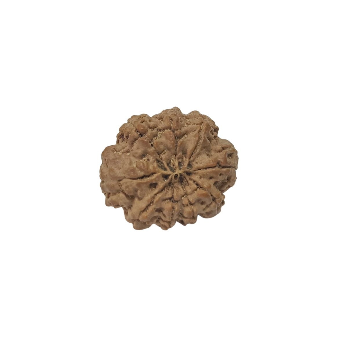 9 Mukhi Nepali Rudraksha Collector Bead with Lab Certificate and X-Ray Report, 28.55mm Size in India, US, UK, Australia, Europe