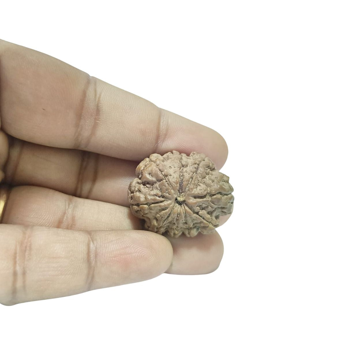 9 Mukhi Nepali Rudraksha Collector Bead with Lab Certificate and X-Ray Report, 28.55mm Size in India, US, UK, Australia, Europe