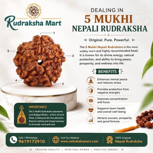 5 Mukhi Nepali Rudraksha in India, US, UK, Australia, Europe