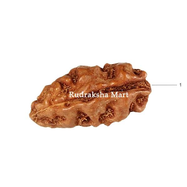 1 Mukhi Java Rudraksha in India, US, UK, Australia, Europe