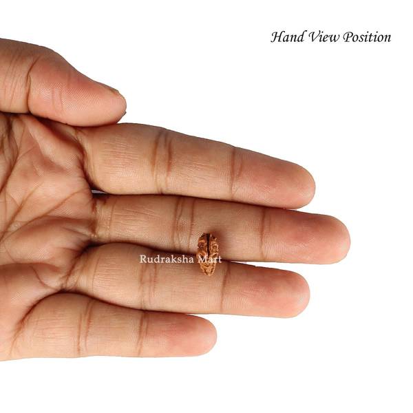 1 Mukhi Java Rudraksha in India, US, UK, Australia, Europe