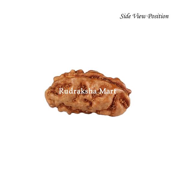 1 Mukhi Java Rudraksha in India, US, UK, Australia, Europe
