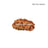 1 Mukhi Java Rudraksha in India, US, UK, Australia, Europe