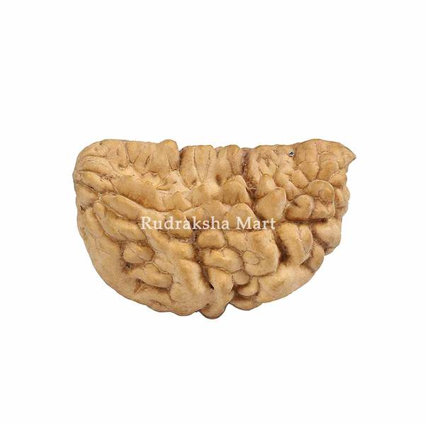 1 Mukhi Kaju Dana Indian Shape Rudraksha in India, US, UK, Australia, Europe