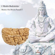 1 Mukhi Kaju Shape Rudraksha- RM-K1 in India, US, UK, Australia, Europe