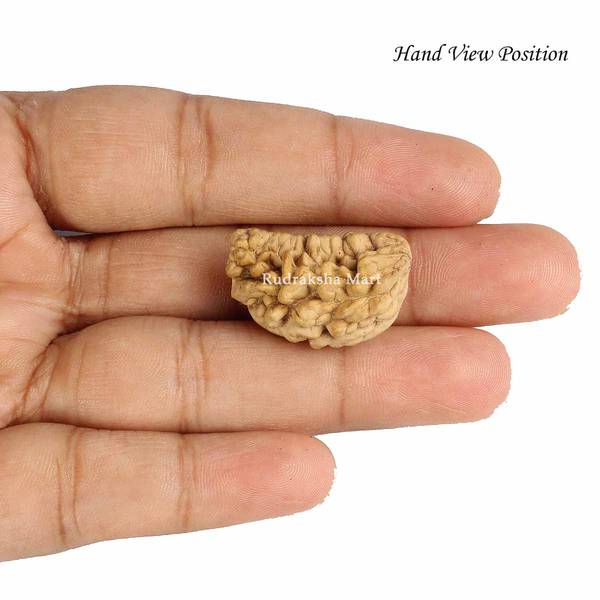 1 Mukhi Kaju Dana Indian Shape Rudraksha in India, US, UK, Australia, Europe
