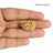 1 Mukhi Kaju Dana Indian Shape Rudraksha in India, US, UK, Australia, Europe