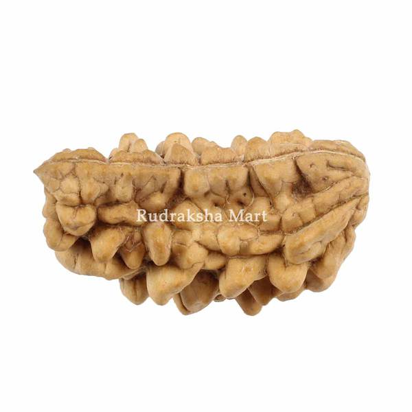 1 Mukhi Kaju Dana Indian Shape Rudraksha in India, US, UK, Australia, Europe