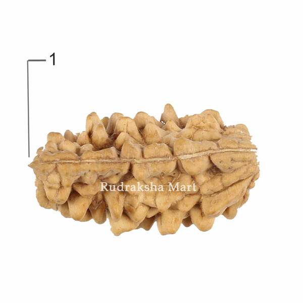 1 Mukhi Kaju Dana Indian Shape Rudraksha in India, US, UK, Australia, Europe