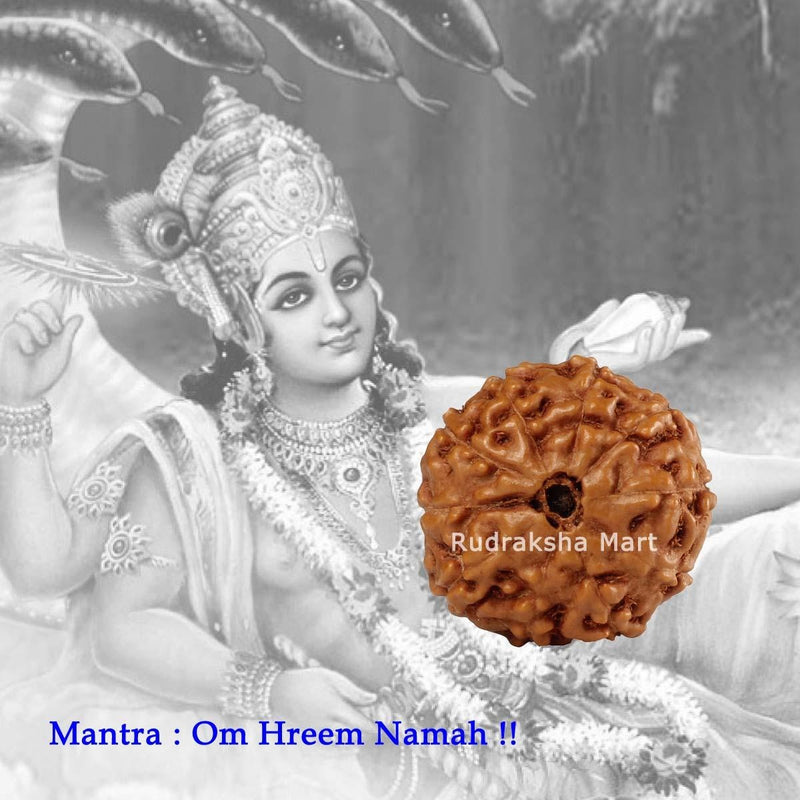 10 Mukhi Java Rudraksha in India, US, UK, Australia, Europe