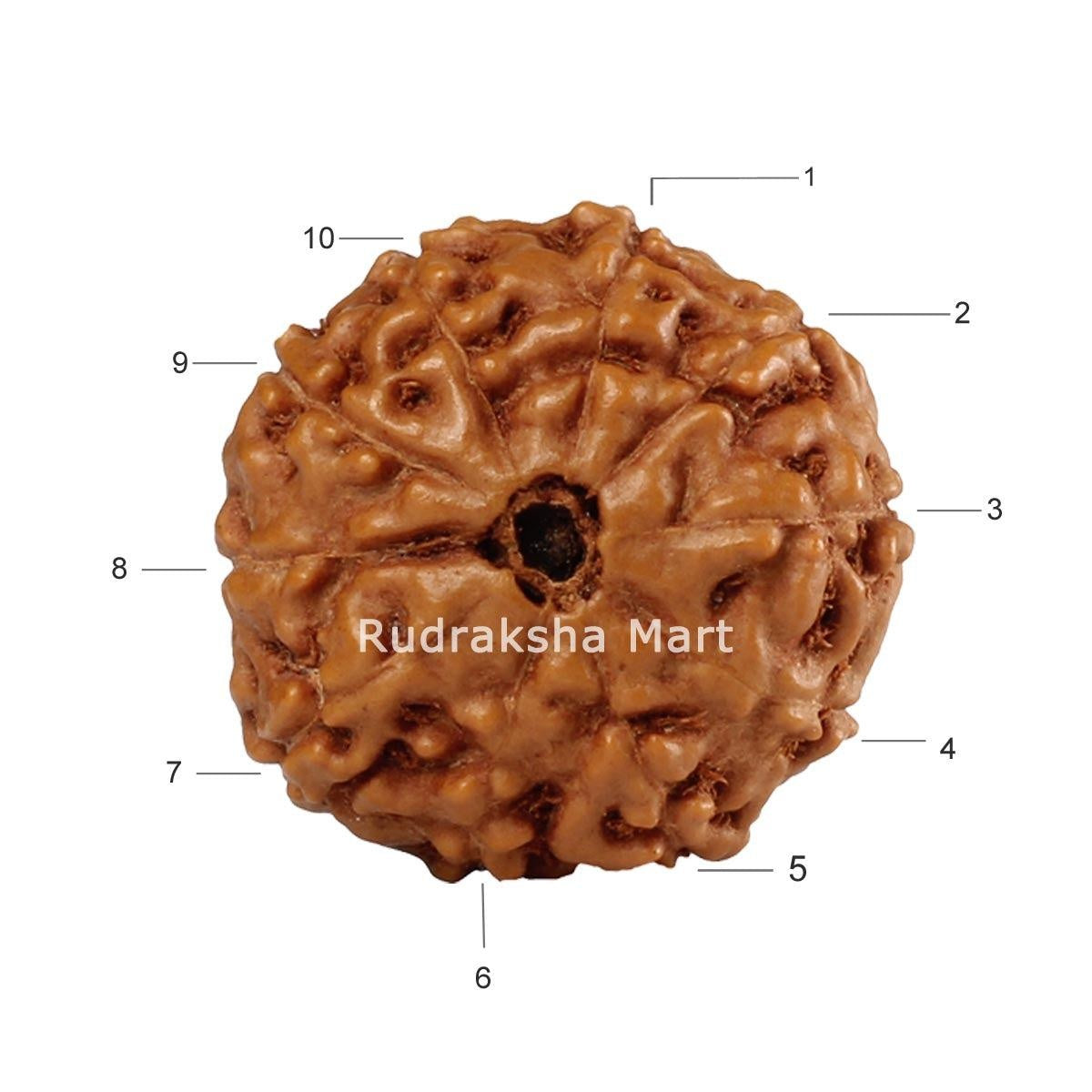 10 Mukhi Java Rudraksha in India, US, UK, Australia, Europe
