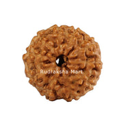 10 Mukhi Java Rudraksha in India, US, UK, Australia, Europe