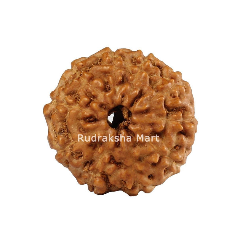 10 Mukhi Java Rudraksha in India, US, UK, Australia, Europe