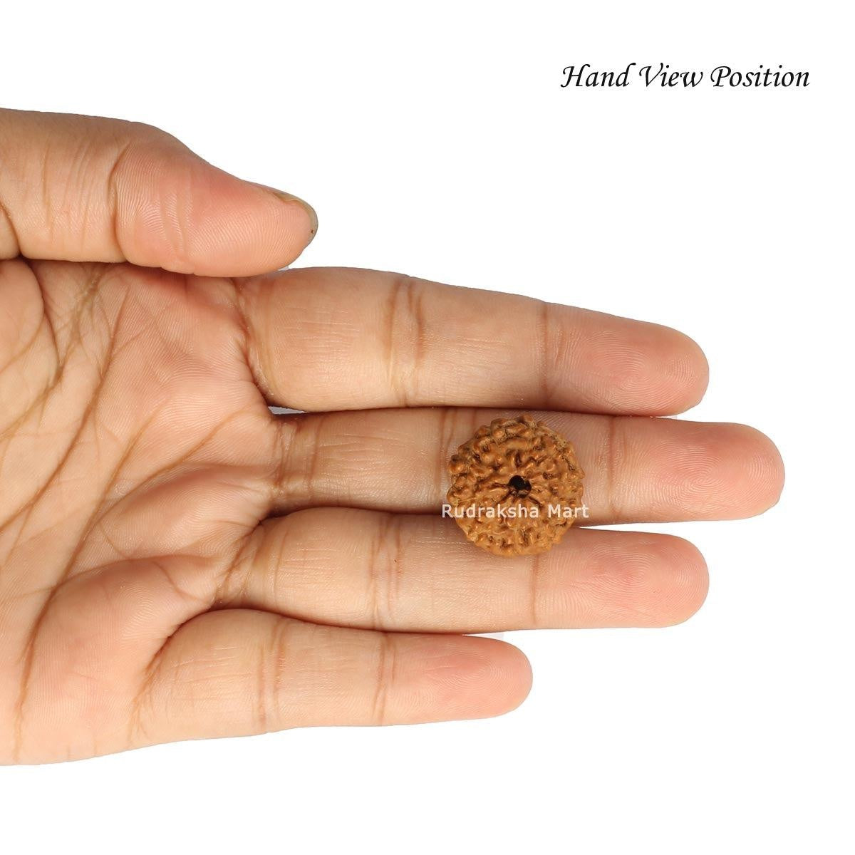 10 Mukhi Java Rudraksha in India, US, UK, Australia, Europe