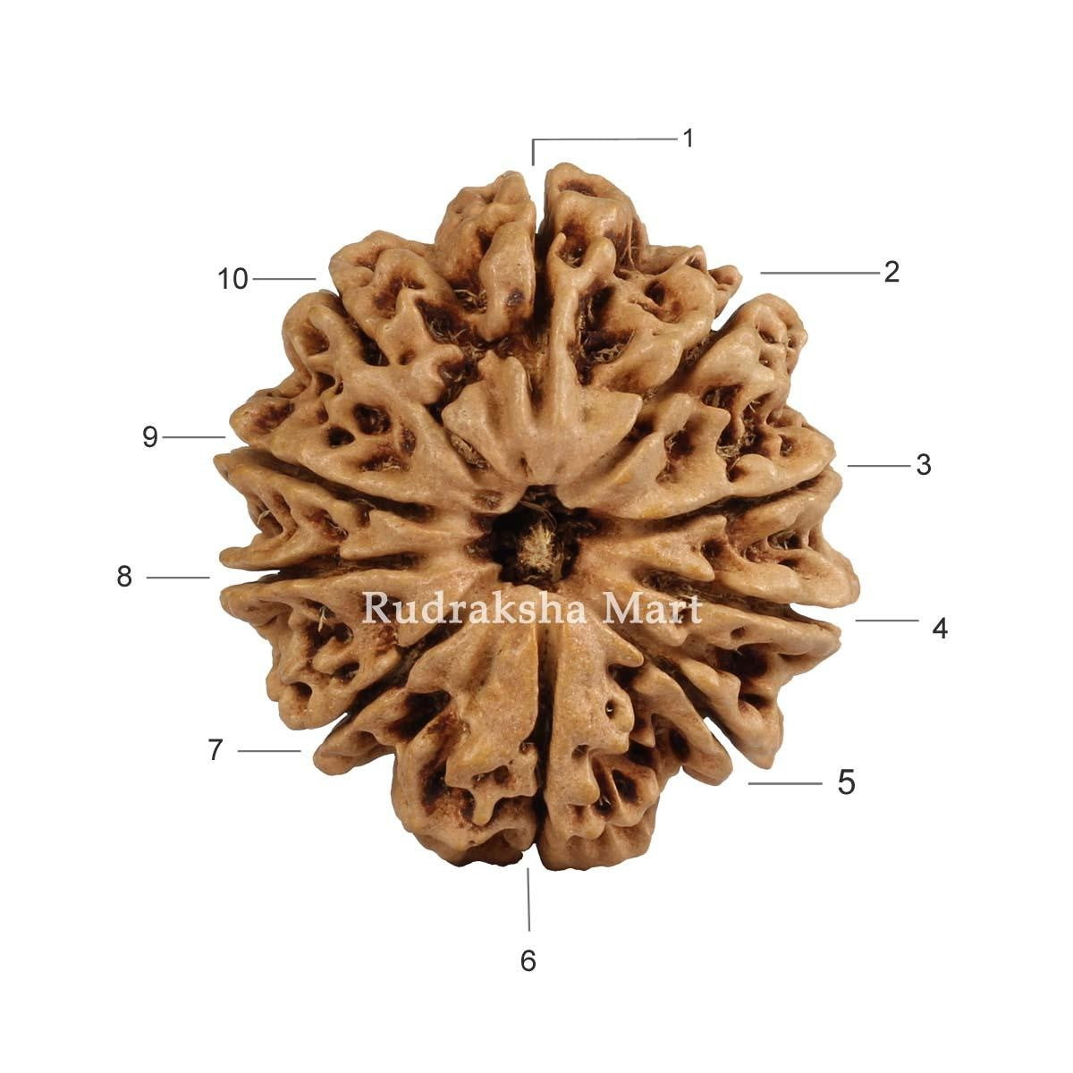 10 Mukhi Nepali Rudraksha in India, US, UK, Australia, Europe