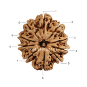 10 Mukhi Nepali Rudraksha in India, US, UK, Australia, Europe