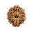 10 Mukhi Nepali Rudraksha in India, US, UK, Australia, Europe
