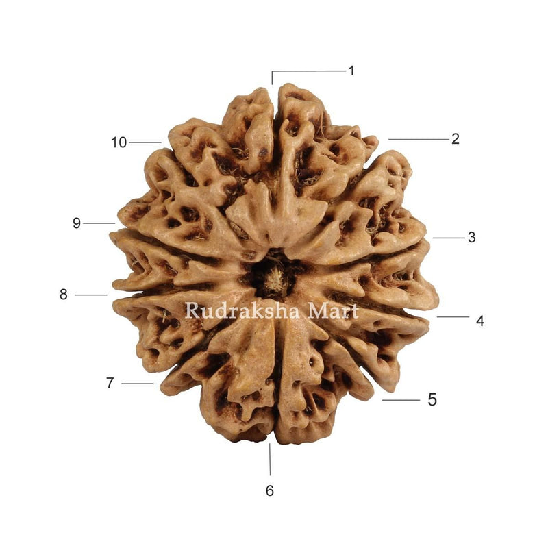 10 Mukhi Nepali Rudraksha in India, US, UK, Australia, Europe