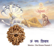 10 Mukhi Nepali Rudraksha in India, US, UK, Australia, Europe