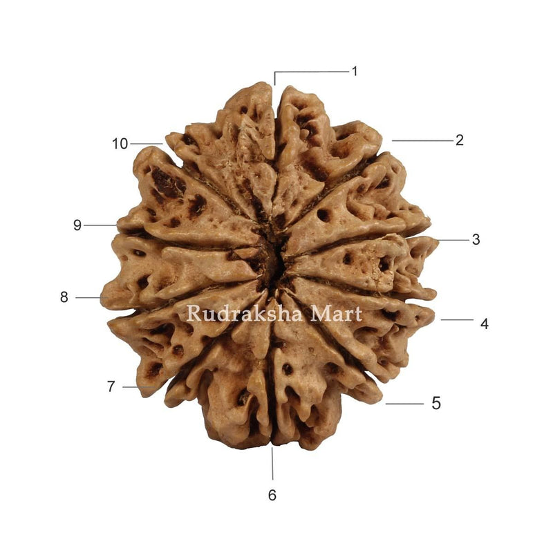 10 Mukhi Nepali Rudraksha in India, US, UK, Australia, Europe