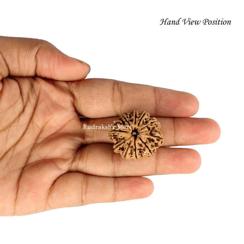 10 Mukhi Nepali Rudraksha in India, US, UK, Australia, Europe