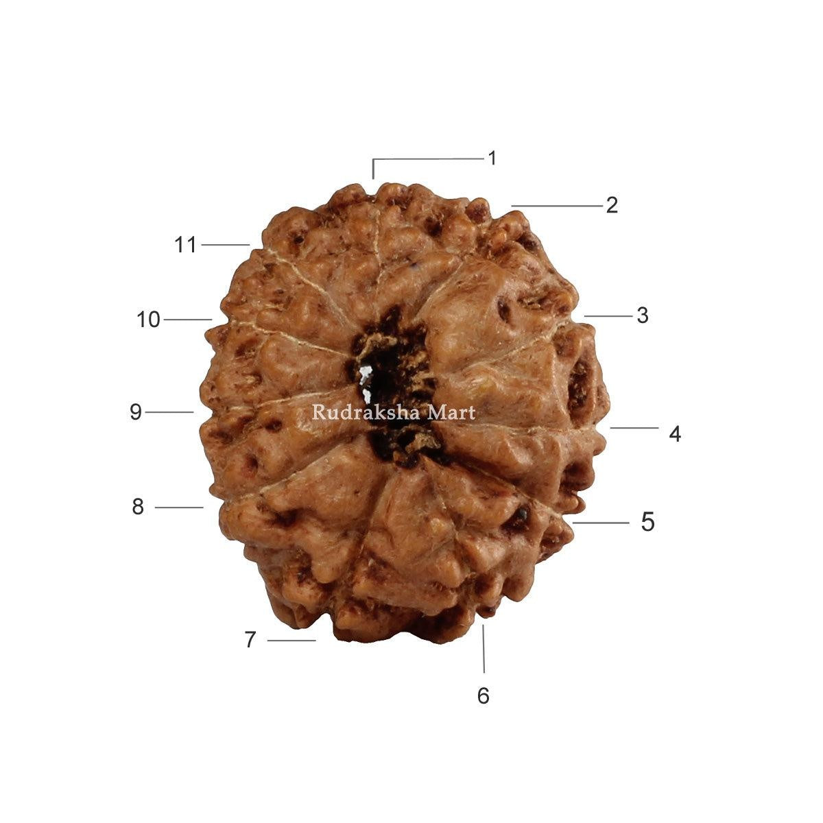 11 Mukhi Java Rudraksha in India, US, UK, Australia, Europe