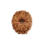 11 Mukhi Java Rudraksha in India, US, UK, Australia, Europe