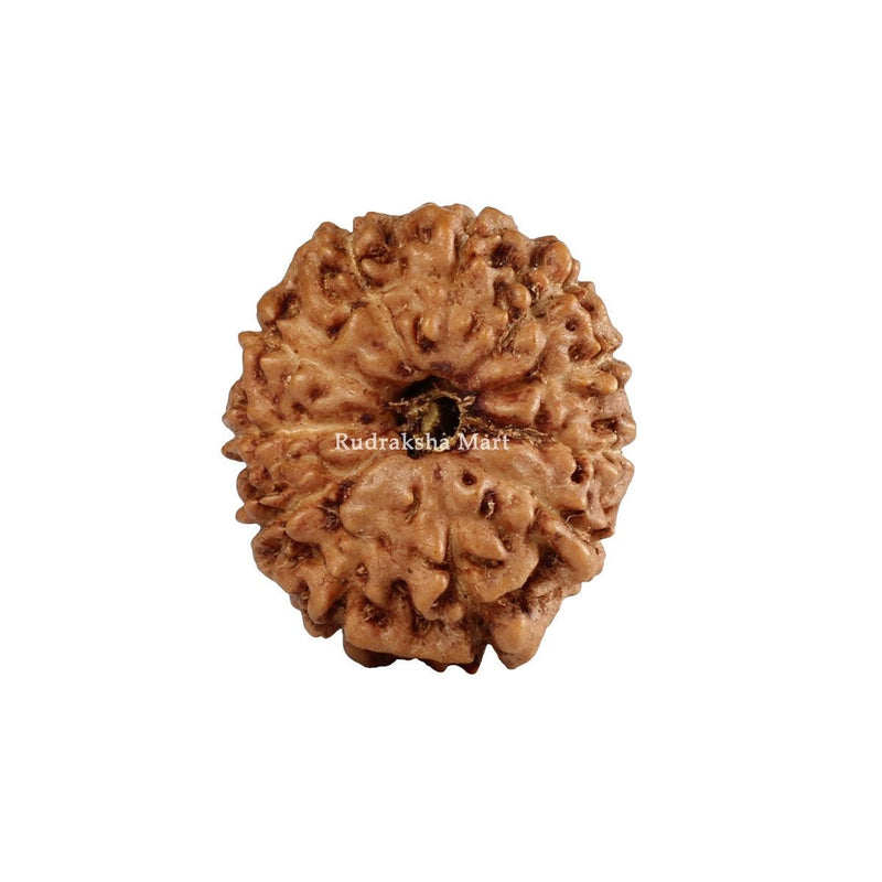 11 Mukhi Java Rudraksha in India, US, UK, Australia, Europe