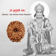 11 Mukhi Java Rudraksha in India, US, UK, Australia, Europe