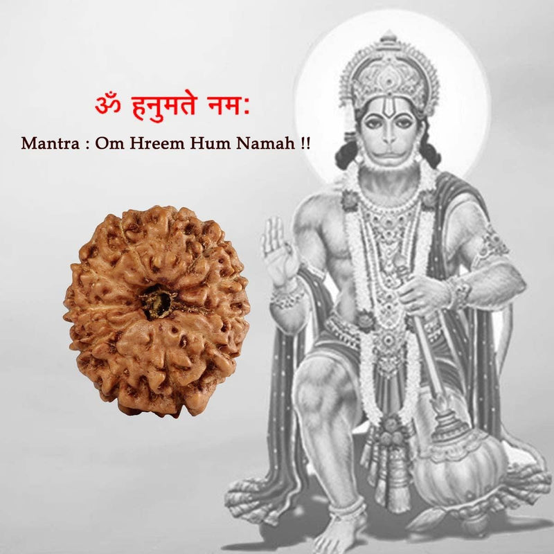 11 Mukhi Java Rudraksha in India, US, UK, Australia, Europe