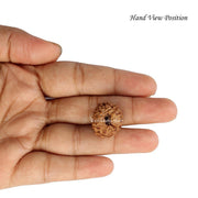 11 Mukhi Java Rudraksha in India, US, UK, Australia, Europe