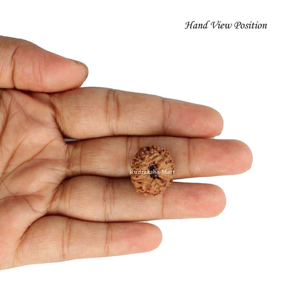 11 Mukhi Java Rudraksha in India, US, UK, Australia, Europe