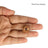 11 Mukhi Java Rudraksha in India, US, UK, Australia, Europe