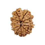 11 Mukhi Nepali Rudraksha in India, US, UK, Australia, Europe