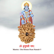 11 Mukhi Nepali Rudraksha in India, US, UK, Australia, Europe