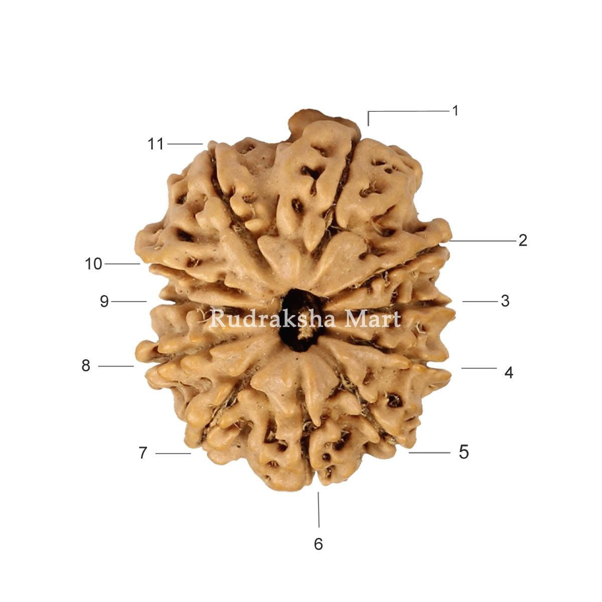 11 Mukhi Nepali Rudraksha in India, US, UK, Australia, Europe