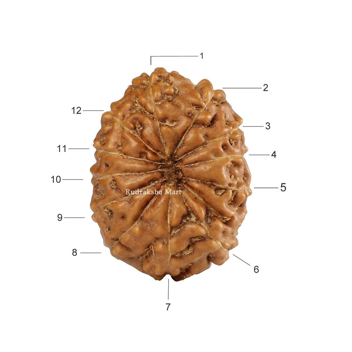 12 Mukhi Java Rudraksha in India, US, UK, Australia, Europe