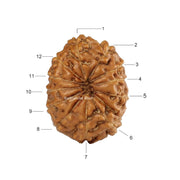 12 Mukhi Java Rudraksha in India, US, UK, Australia, Europe