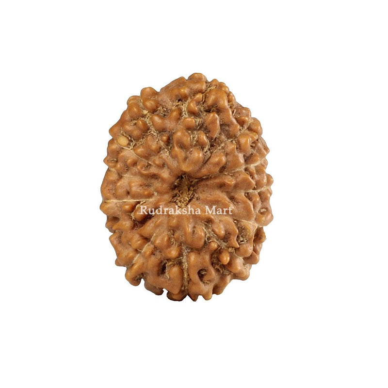 12 Mukhi Java Rudraksha in India, US, UK, Australia, Europe