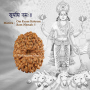 12 Mukhi Java Rudraksha in India, US, UK, Australia, Europe
