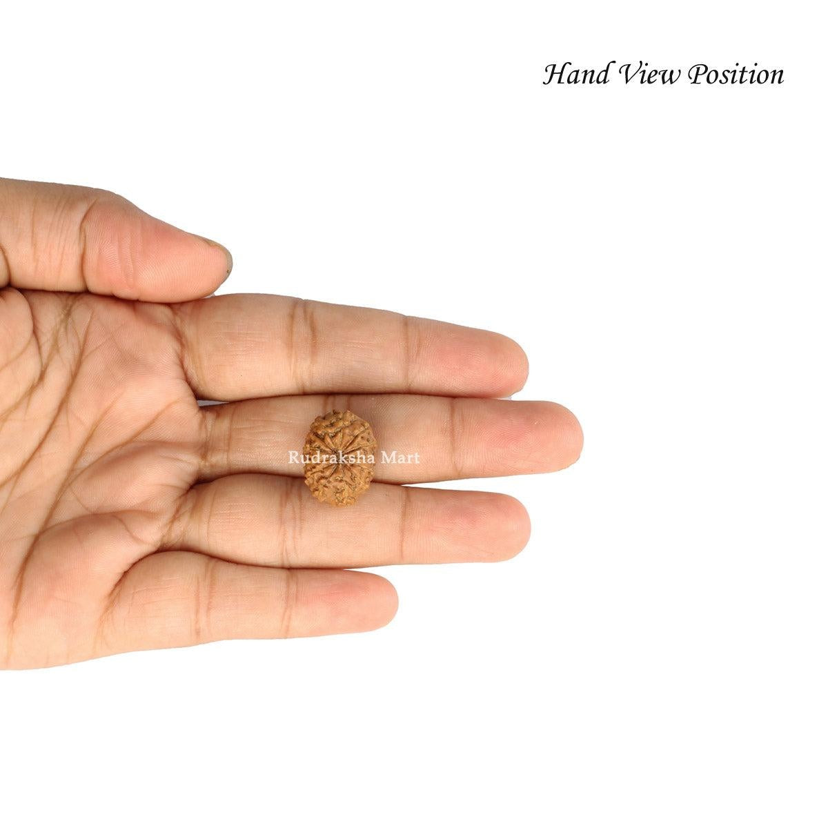 12 Mukhi Java Rudraksha in India, US, UK, Australia, Europe