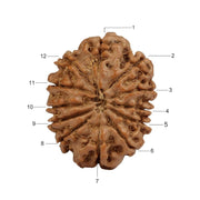 12 Mukhi Nepali Rudraksha in India, US, UK, Australia, Europe