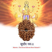 12 Mukhi Nepali Rudraksha in India, US, UK, Australia, Europe