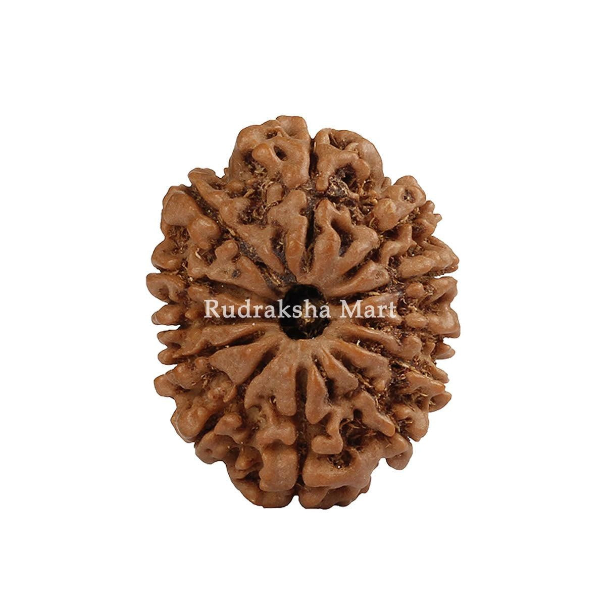 12 Mukhi Nepali Rudraksha in India, US, UK, Australia, Europe