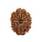 12 Mukhi Nepali Rudraksha in India, US, UK, Australia, Europe
