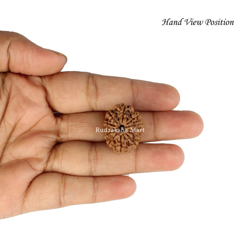 12 Mukhi Nepali Rudraksha in India, US, UK, Australia, Europe