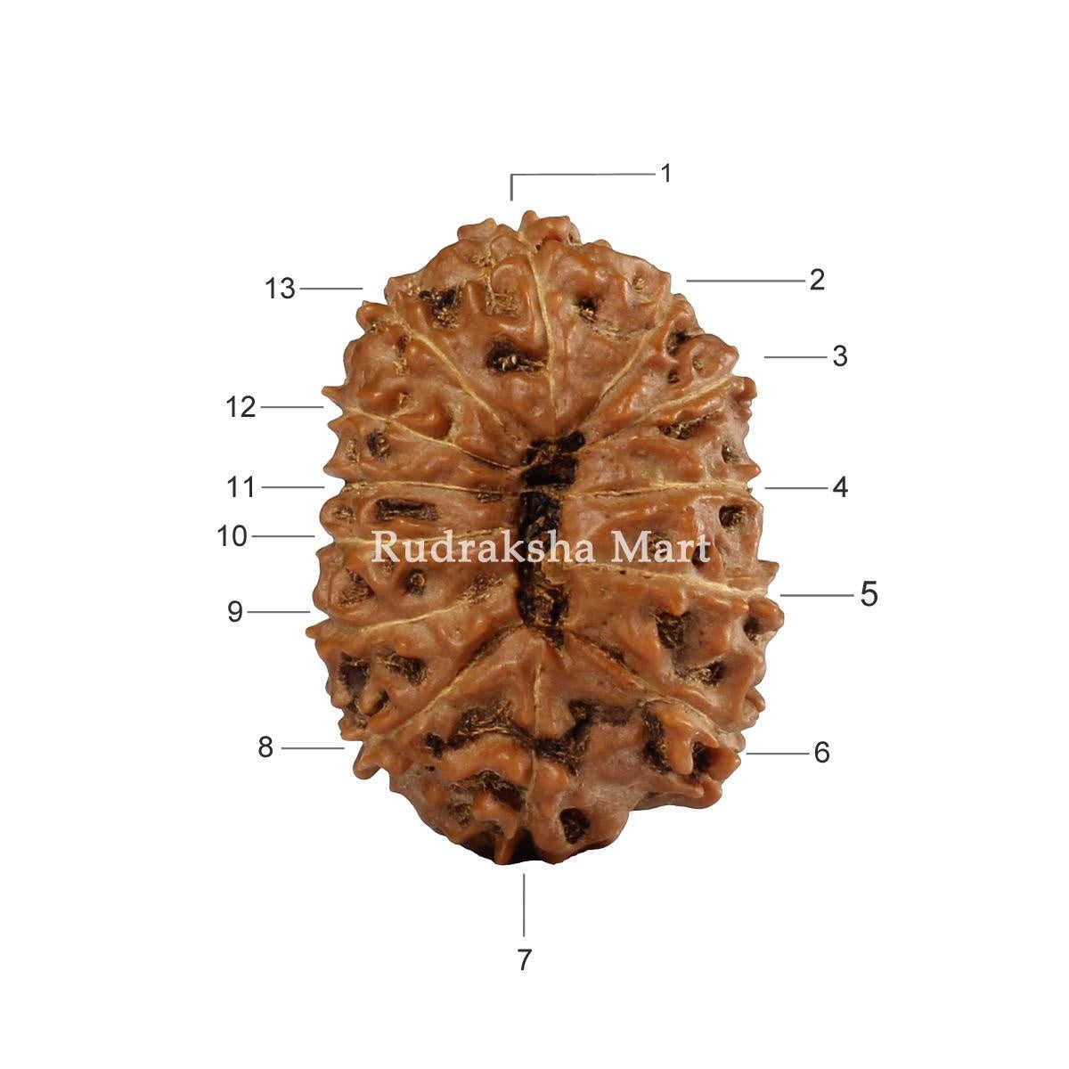 13 Mukhi Java Rudraksha in India, US, UK, Australia, Europe